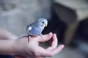Parakeet (Budgie)