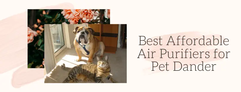 Best Affordable Air Purifier for Pet Dander