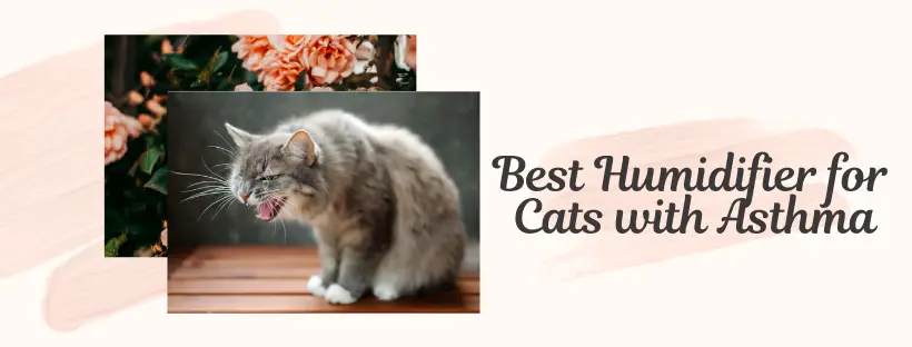 Best Humidifier for Cats with Asthma