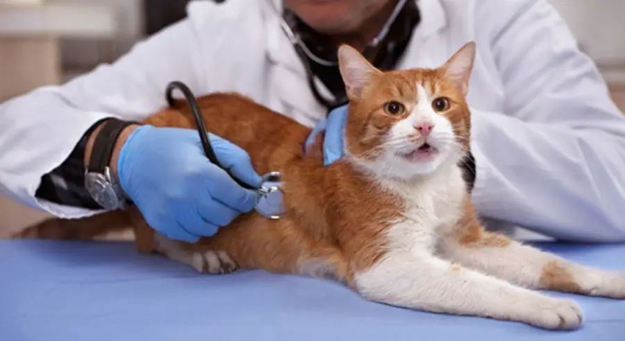 How do vets diagnose cats with asthma