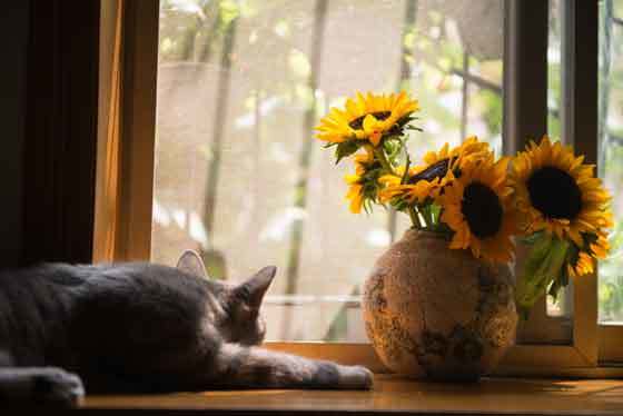 are essential oils safe for cats?