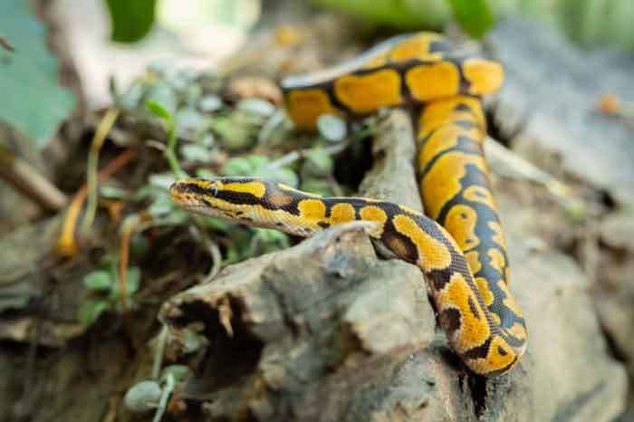 Considerations when Buying the Best Humidifier for Ball Python