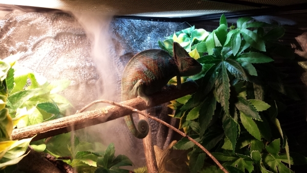 How to raise humidity in chameleon cage