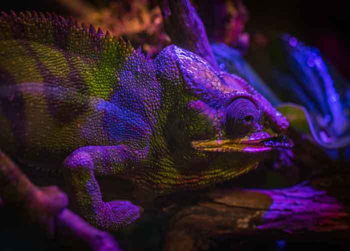 Key considerations when buying the Best Humidifier for Chameleon