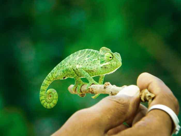 natural habitat for a chameleon