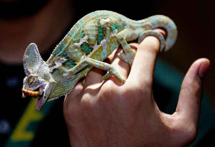chameleon on hand eating worm