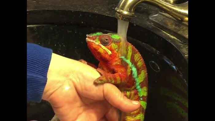 How to bathe a chameleon