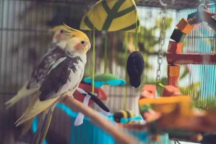 Best Humidifier for Parrots