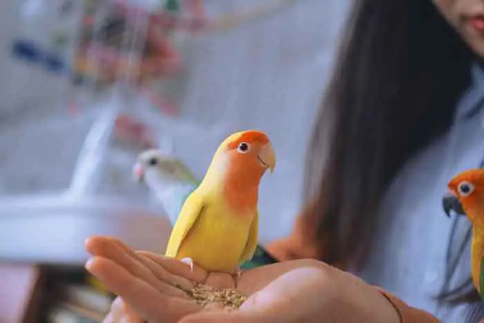 Best Humidifier for Parrots