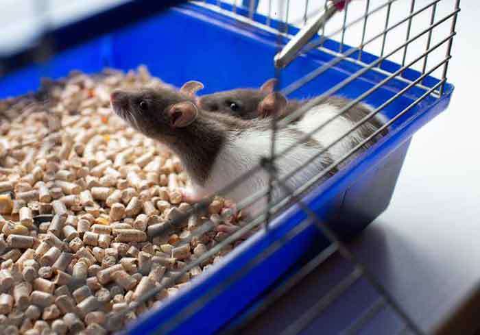 Ideal bedding and nesting materials for pet rats