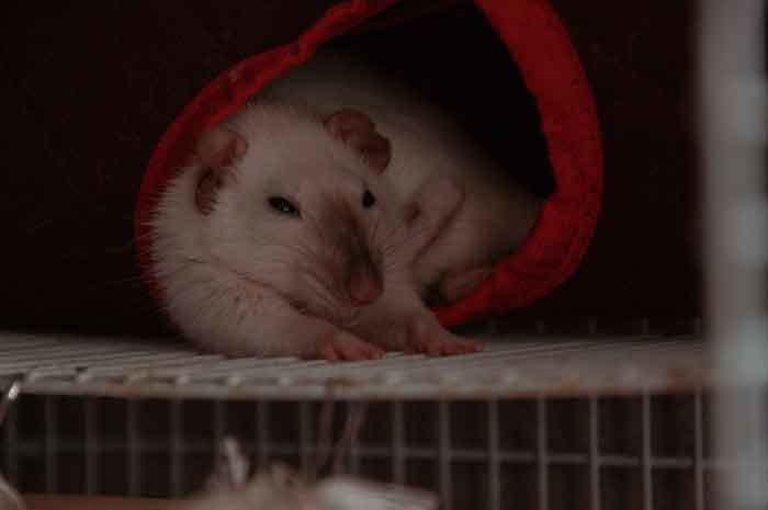What to Consider When Buying the Best Humidifier for Rats
