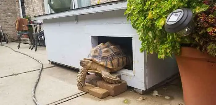 tortoise-hide-box