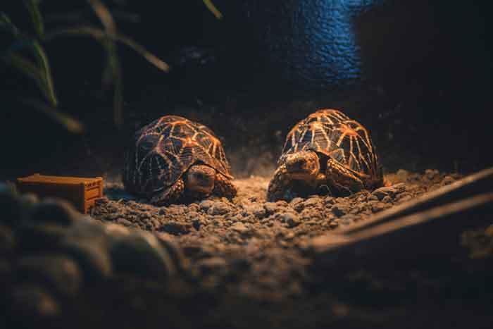 What is the ideal temperature for a tortoise?
