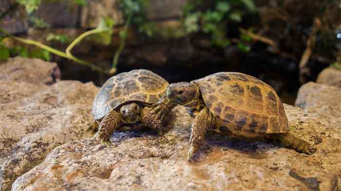 How to Increase Humidity in Tortoise Tank?
