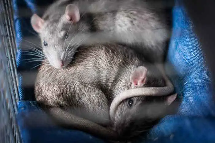 how to care for rats