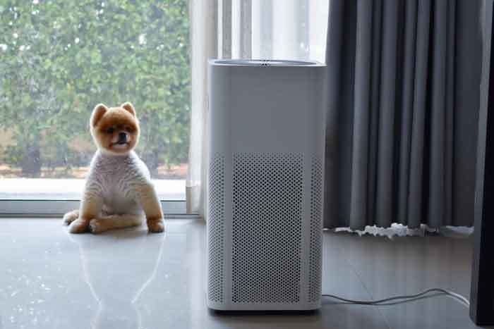 Will a Humidifier Help a Dog with Kennel Cough?