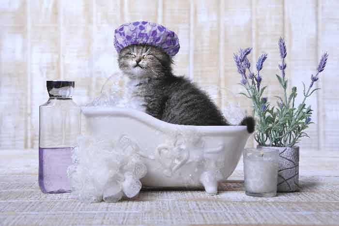 Bathe your cat regularly